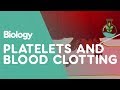 Blood Clotting Mechanisms and Functions