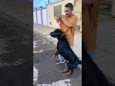 #rottweiler at4cou o dono #shorts