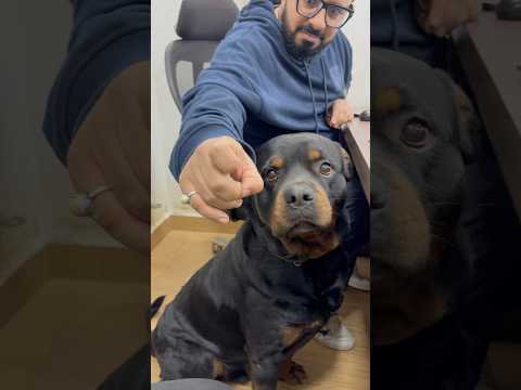 Rottweiler Bubzee Please 🙏 Kill My Wife #shorts #dogs #rottweiler #youtubeshorts #namitaology