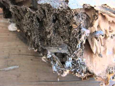 Bellingham Home Inspection (King of the House) -- Wood...
