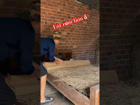 Hồi trước trời lạnh nên phải lấy rơm lót ổ nhưng hay lắm mạt #ngocducofficial