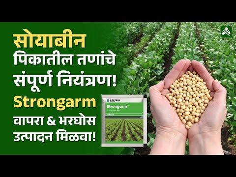 सोयाबीन पिकातील तणांचे संपूर्ण नियंत्रण म्हणजेच उत्पादन वाढीची हमखास खात्री.. Strongarm!