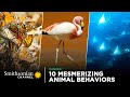Animal Adaptations and Behaviors