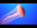 ვიდეო გაკვეთილის ტესტი