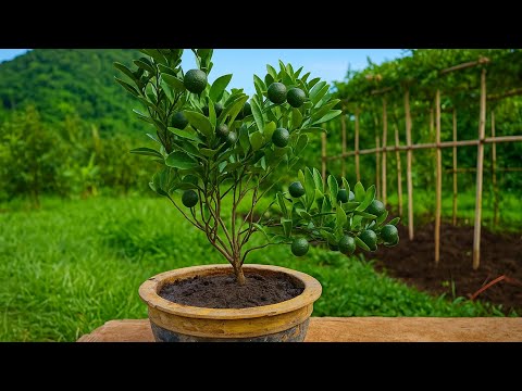 Bonsai Philippine Lime Tree After Air Layering | 15 Days Later Transformation