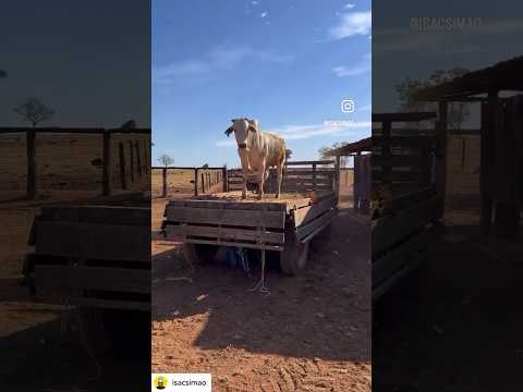 Fica na sua Nelore 😅🤠🎥🐂#nelore #pecuaria