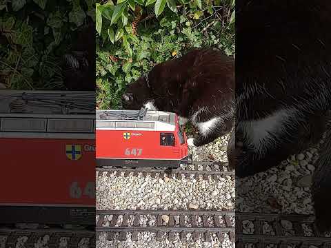 Der Klügere gibt nach - Katze vs. Gartenbahn 😾 #gartenbahn #gardenrailway #katze