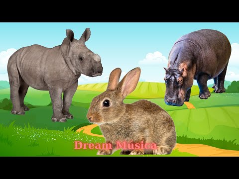 Funny Animal Compilation: Rhino, Hippo, Rabbit, Tiger, Lion - Animal Sounds