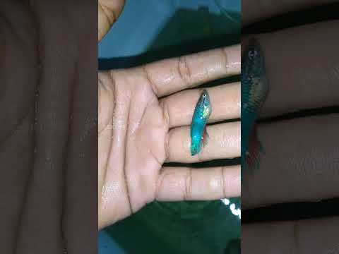 Namma Betta Fish Ku vandha Sodhanaiah paathingala! | Fridge Box Setup | ESKI YT