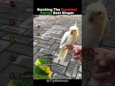 Ranking The Funniest Parrot Best Singer 🤣 #shorts #parrot
