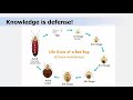 Understanding Bedbug Behavior and Management