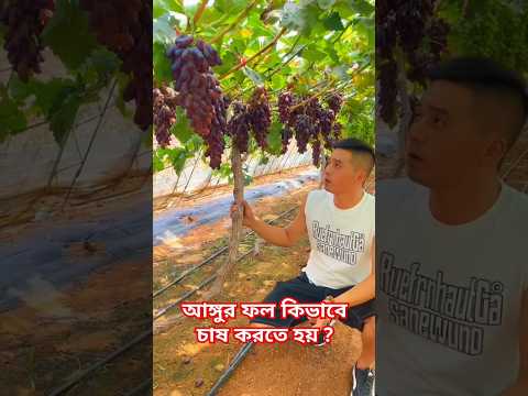 আঙ্গুর ফল কিভাবে চাষ করতে হয় ? #facts #shorts