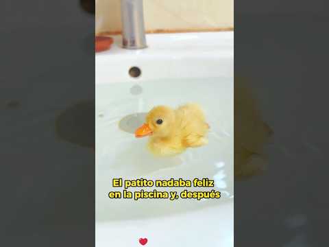 Girl opens duck egg, finds heartbeat, then hatches it #animals #Friendship #Us #duck