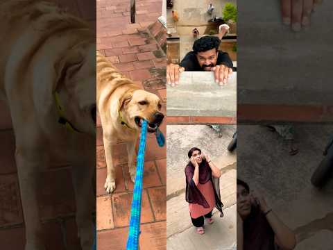 Sister Brother Love story-1❤️watch till end❤️ #labrador #doglover #goldenretriever #doglove #puppies