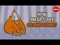 Orangutan Behavior and Ecology