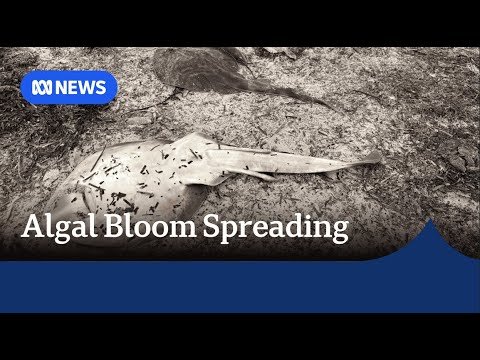 YouTube video thumbnail: South Australia's Toxic Algal Bloom Detected at West Lakes