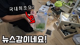 SNS에서 논란이었던 이 생물을 국내최초로 고등학생이 성공했네요..ㄷㄷ