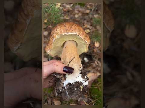 Mushroom 2025 #funghi #porcini #boletus