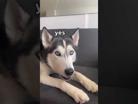 husky was a good boy at trainer #shorts