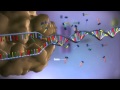 Decoding Protein Synthesis from DNA