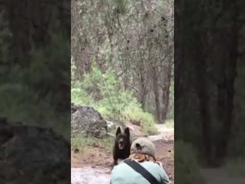 This is the way to take a good photo of a dog, Wait for the results.  #dog #dogphotography