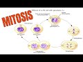 Cell Cycle and Mitosis Concepts