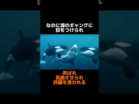 哀れなり、海の王者よpart2