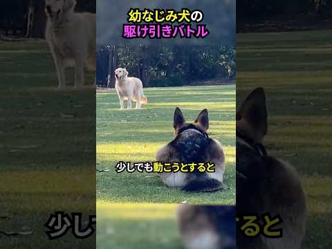 幼馴染犬の駆け引きバトル#犬 #犬動画 #犬のいる暮らし