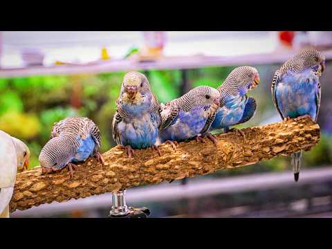 My Hand-Fed Baby Budgies Just Started Flying! 🐦 What Now?