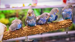 My Hand-Fed Baby Budgies Just Started Flying! 🐦 What Now?