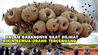 DI DALAMNYA TERNYATA SUNGGUH LUAR BIASA!! INILAH SARANG BURUNG PALING MENAKJUBKAN DI DUNIA