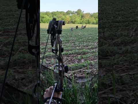 I can’t believe I got drawn back! #bowonly #turkey #shorts #fyp #bowhunting