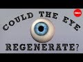Understanding Retinal Regeneration