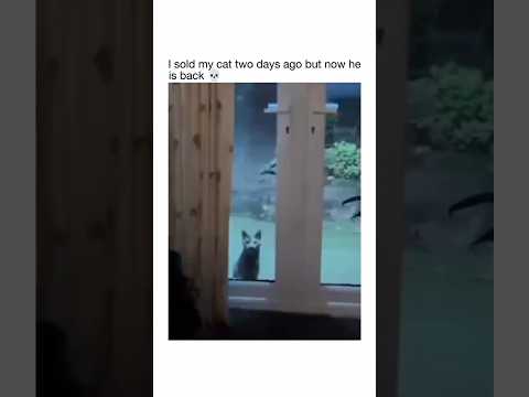 that scary look 💀 #trending #catshorts #cats #fyp #shorts #catvideos #scarycat #viraltrend #funnycat