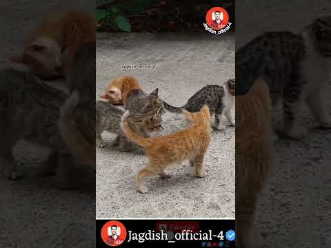 મામા આવજો મામા #ગુજરાતી_કોમેડી #comedy #funny #animal_comedy