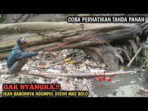 BANYAK YANG BELUM TAU.!! MANCING DI TUMPUKAN SAMPAH POHON TUMBANG || INI BENAR² SARANG IKAN BABON