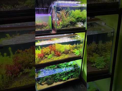 "Go Green Hobby" Aquarium Pet Shop in Kolkata | Corydora Catfish Haul! 🐠