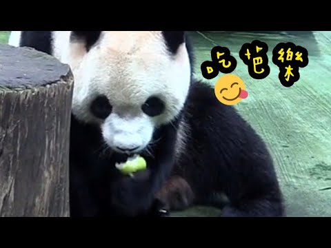 圓寶吃芭樂，勉強啃幾口，圓寶扔掉說：偶覺得不甜|熊貓貓熊The Giant Panda Yuan Yuan and Yuan Bao|台北市立動物園