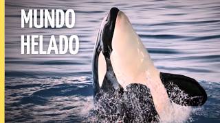 Increíble docu del Ártico 🐻❄️ | Vida salvaje en el fin del mundo