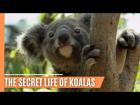 The Rise of a Young Koala - A Survival Story | Full Documentary