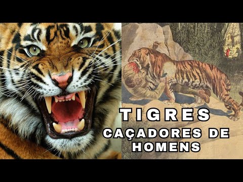 REAIS ATAQUES DE TIGRES SELVAGENS! CONHECIDOS COMO "CAÇADORES DE HOMENS"! ONDE VIVEM E O QUE FAZER?