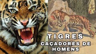 REAIS ATAQUES DE TIGRES SELVAGENS! CONHECIDOS COMO "CAÇADORES DE HOMENS"! ONDE VIVEM E O QUE FAZER?