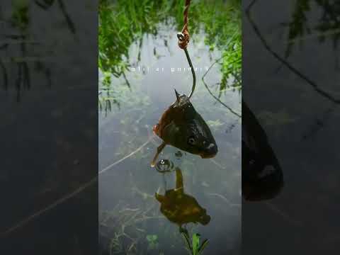 Big Fish Catch #fishing #fish #shorts