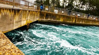 冬になると火力発電の温排水に大物が集まってくる