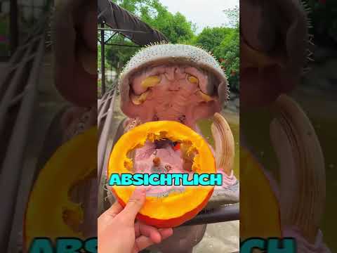 Der Fehler, ein Nilpferd zu ärgern 🦛 #shorts