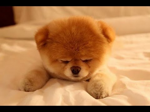 EVDE BESLENEBİLECEK  En Güzel 7 Köpek Türü