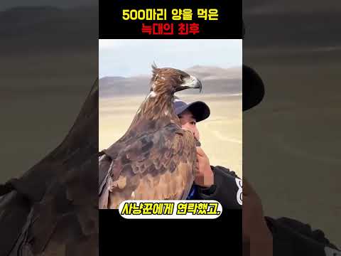 500마리 양을 먹은 늑대의 최후