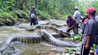 Scientists Encounter a Giant River Python in the Wild