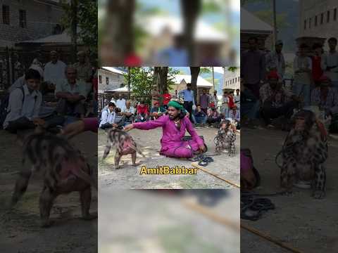 बंदरिया ने अपने बंदर के साथ जाने से मना कर दिया #madari #kalumadariaaya #animals #mela #fair #chamba