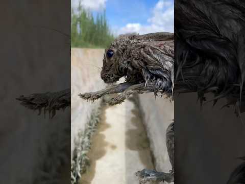Estos animales han tenido mucha suerte… #animales #rescate #shorts #viral